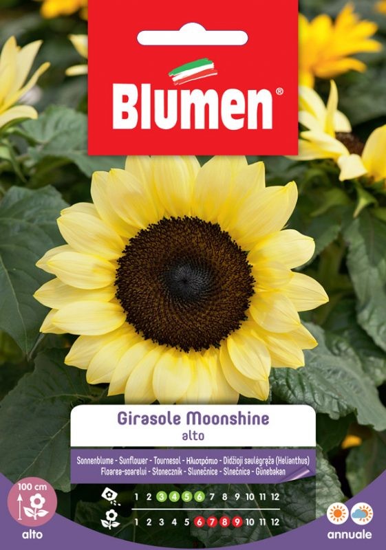 Blumen - Semi - Girasole - Moonshine - Alto - Busta