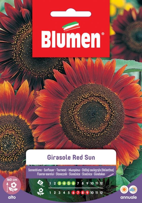 Semi Girasole red sun Blumen