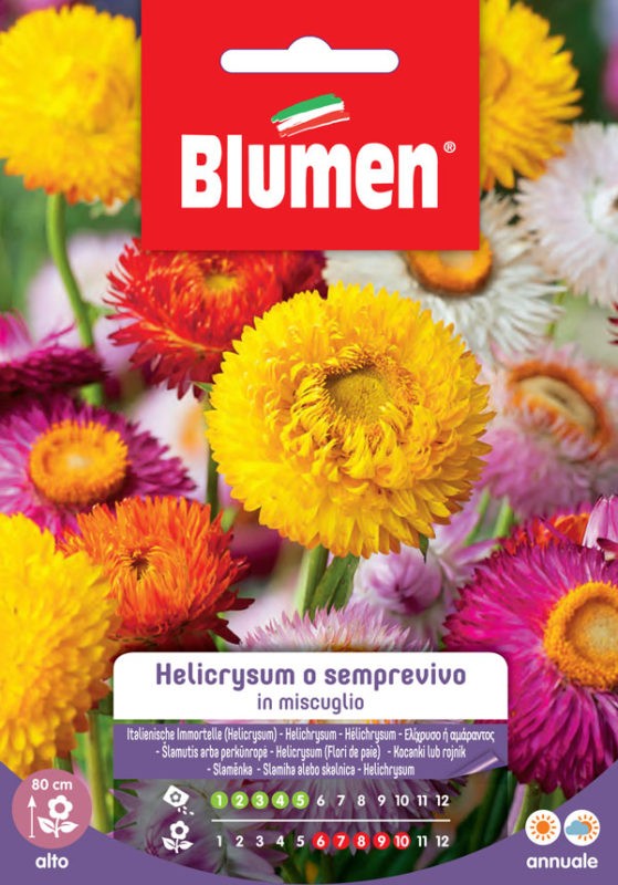Semi Helicrysum semprevivo in miscuglio Blumen