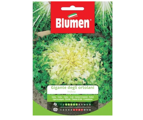 Semi Indivia gigante degli ortolani Blumen