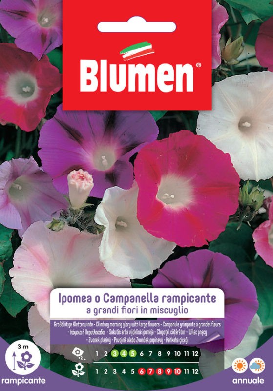 Semi Ipomea campanella rampicante Blumen