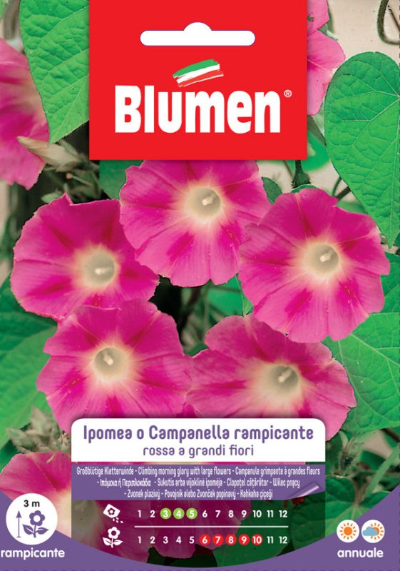 Semi Ipomea campanella rampicante rossa Blumen