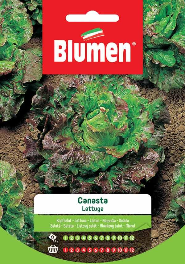 Semi Lattuga canasta Blumen