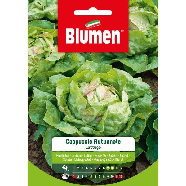 Semi Lattuga cappuccio autunnale Blumen