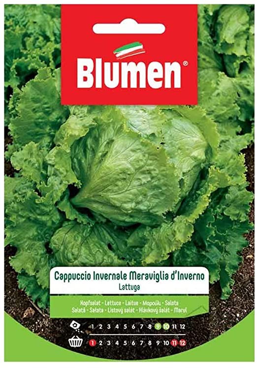 Semi Lattuga cappuccio invernale meraviglia d'Inverno Blumen