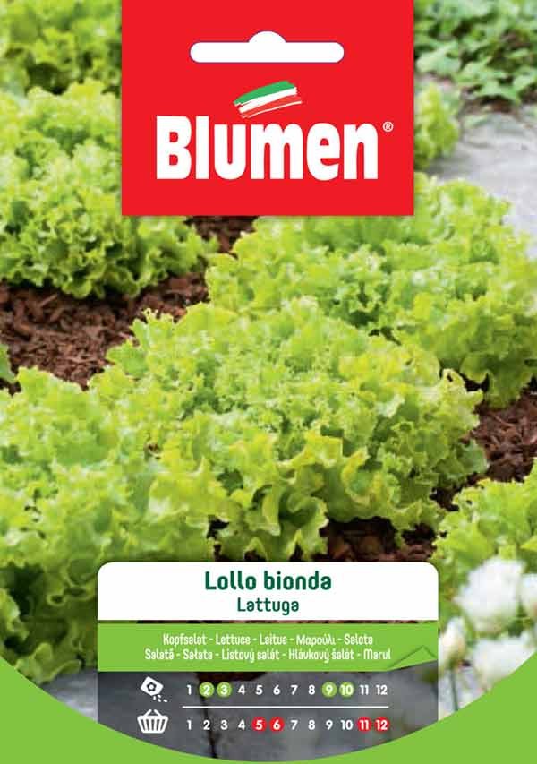 Semi Lattuga lollo bionda Blumen