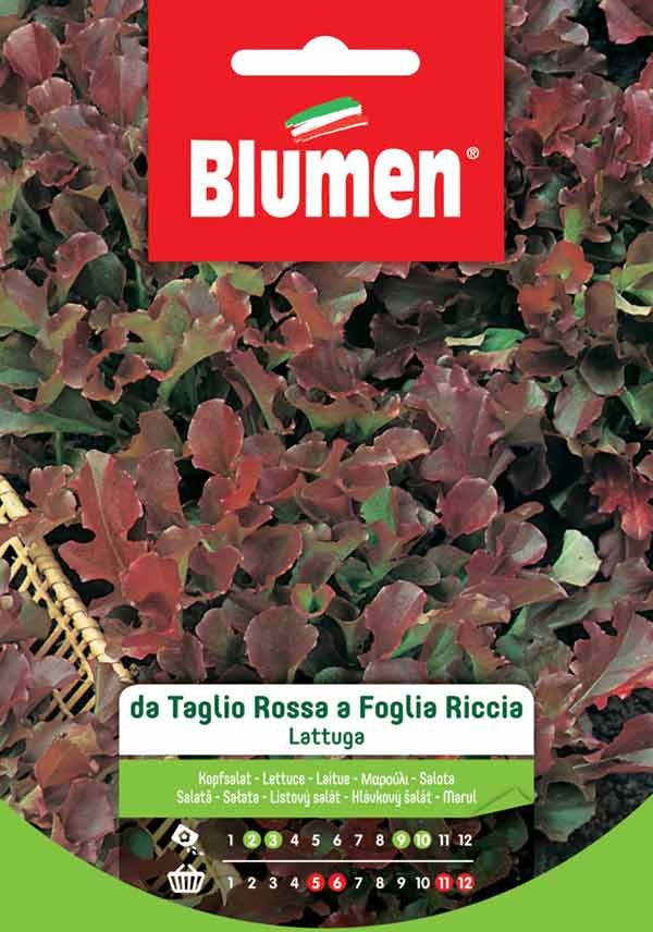 Semi Lattuga da taglio rossa foglia riccia Blumen