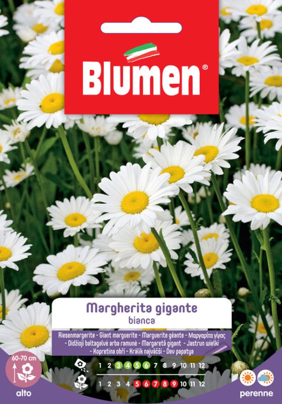 Semi Margherita gigante bianca Blumen