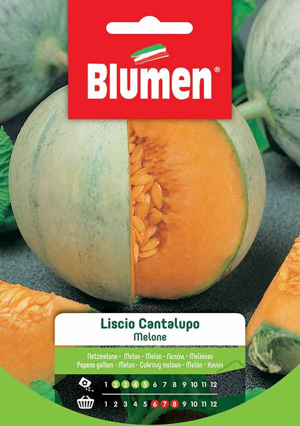 Semi Melone liscio Cantalupo Blumen