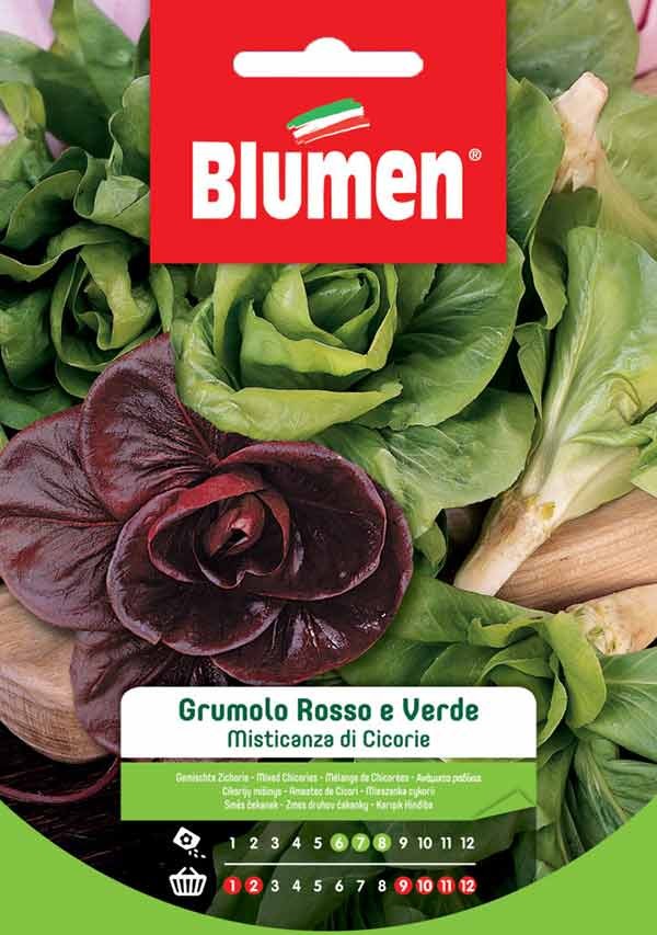 Blumen - Semi - Misticanza - Cicorie - Grumolo - Rosso - Verde
