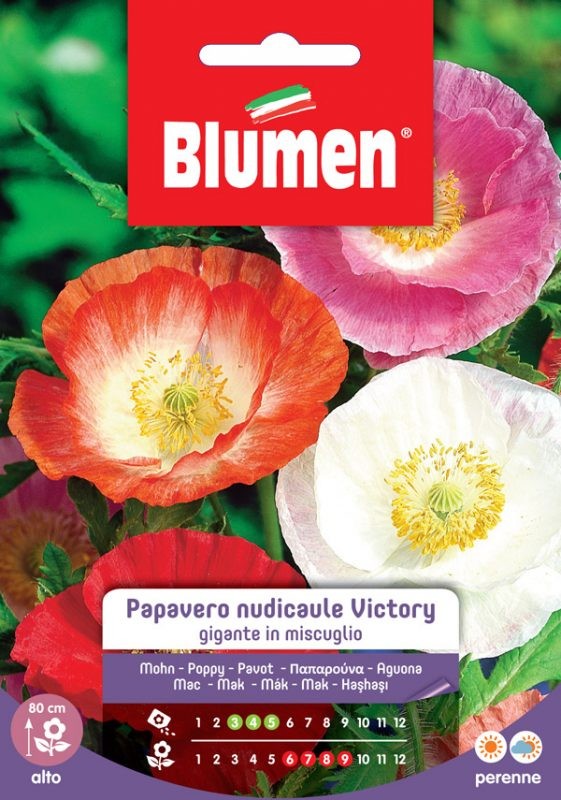 Blumen - Semi - Papavero - Nudicaule - Victory - Gigante - Miscuglio - Busta