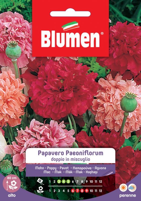Blumen - Semi - Papavero - Paeoniflorum - Doppio - Miscuglio - Busta