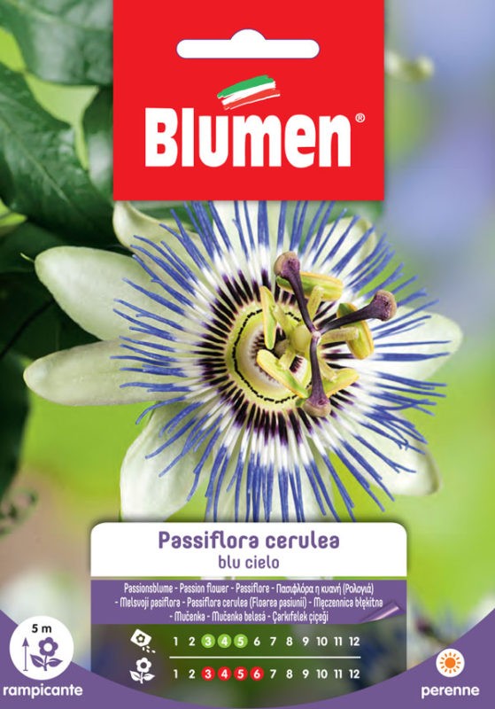 Blumen - Semi - Passiflora - Cerulea - Blu - Cielo - Busta