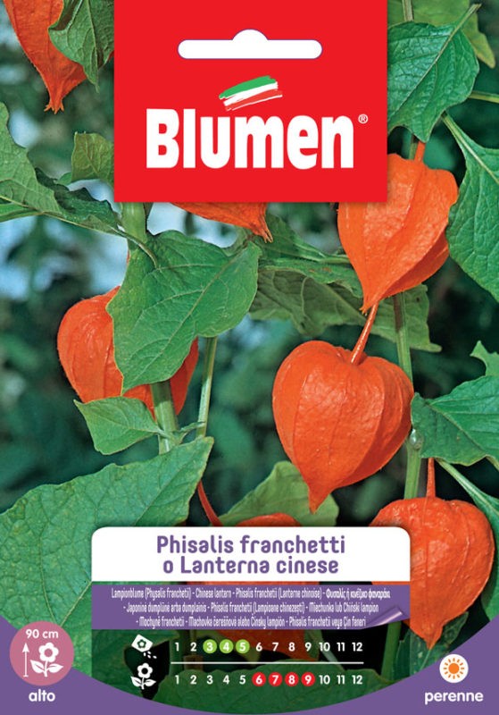 Blumen - Semi - Physalis - Franchetti - Lanterna - Cinese - Busta