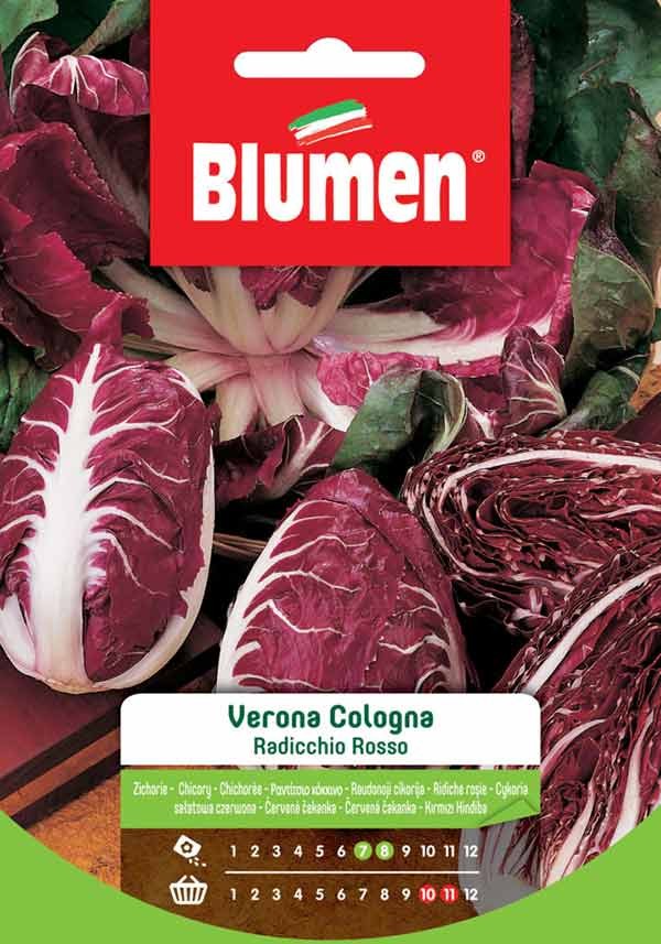Blumen - Semi - Radicchio - Rosso - Verona - Cologna