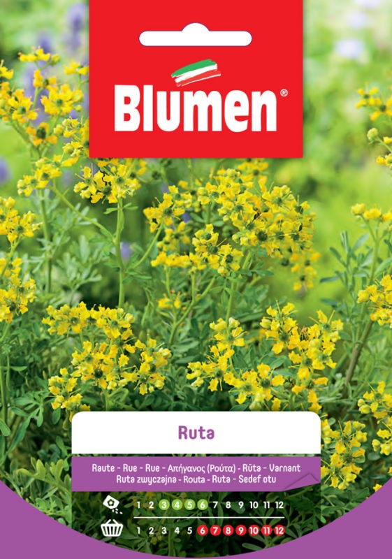 Blumen - Semi - Ruta - Busta