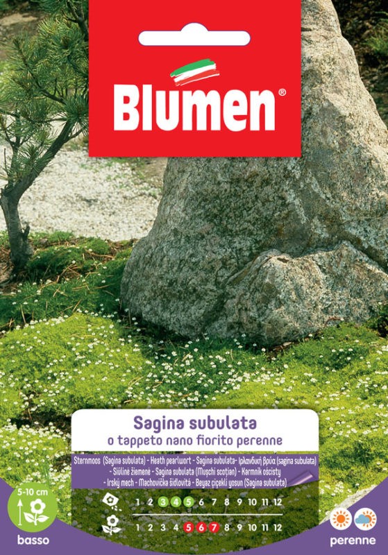 Blumen - Semi - Sagina - Subulata - Tappeto - Nano - Fiorito - Perenne - Busta