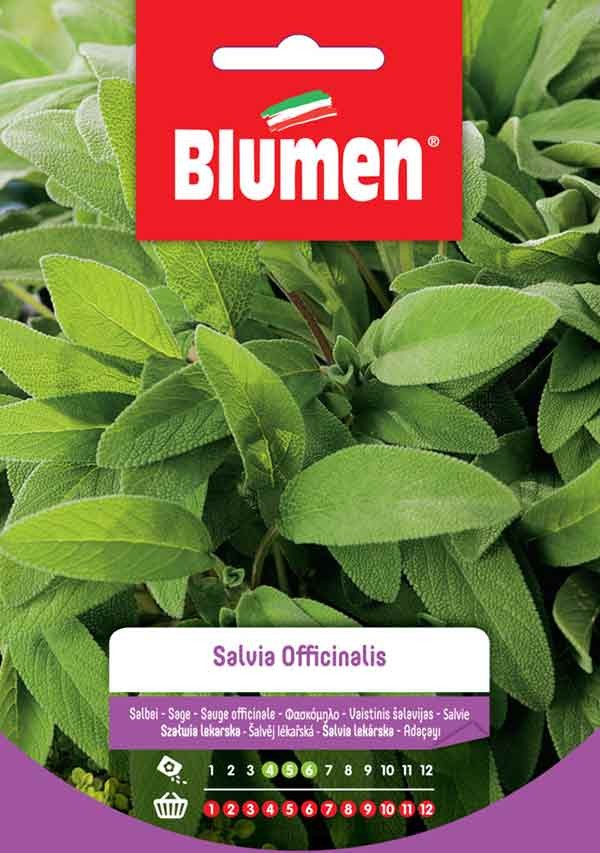 Blumen - Semi - Salvia - Officinalis - Busta