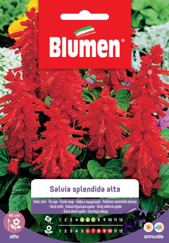 Blumen - Semi - Salvia - Splendida - Alta - Busta