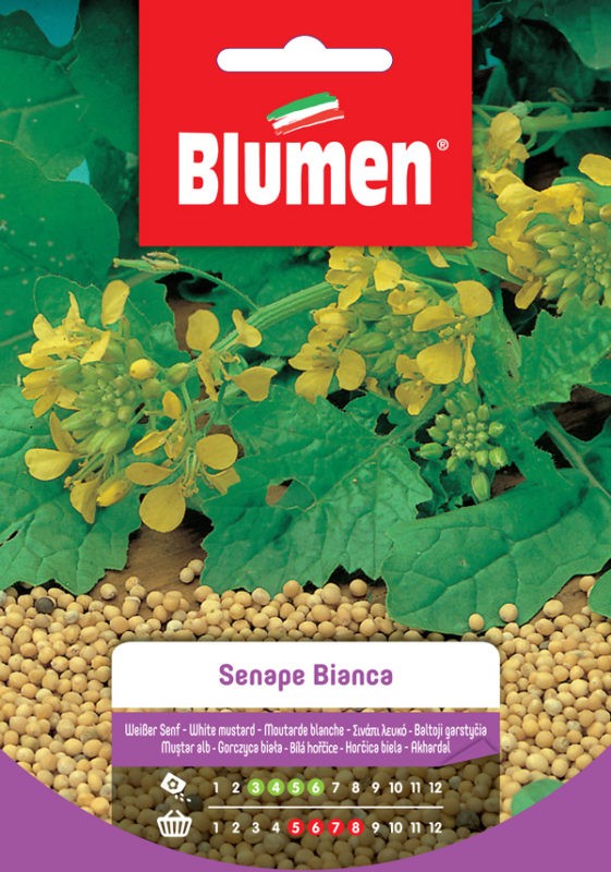 Blumen - Semi - Senape - Bianca - Busta