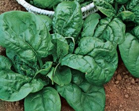 Blumen - Semi - Spinacio - Lorelay - Busta