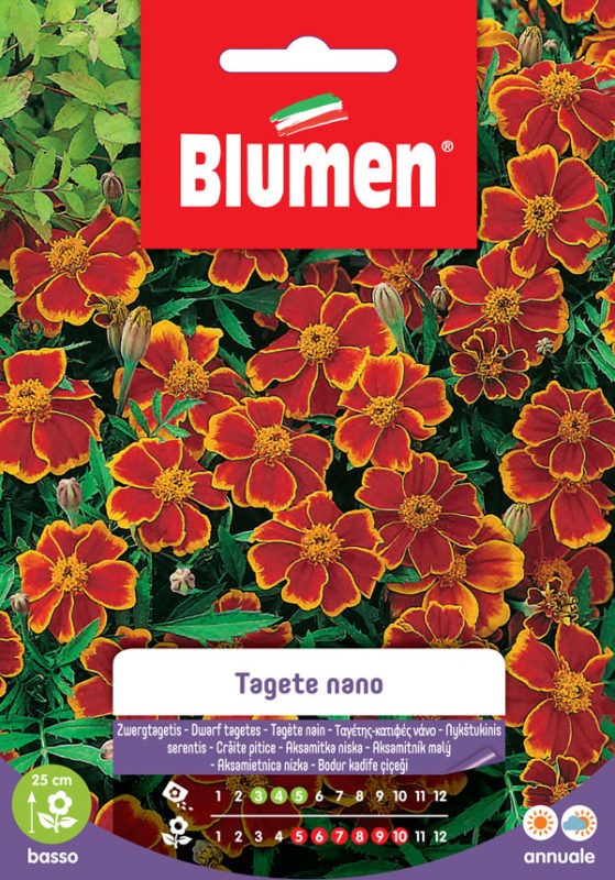 Blumen - Semi - Tagete - Nano - Dainty - Marietta - Busta
