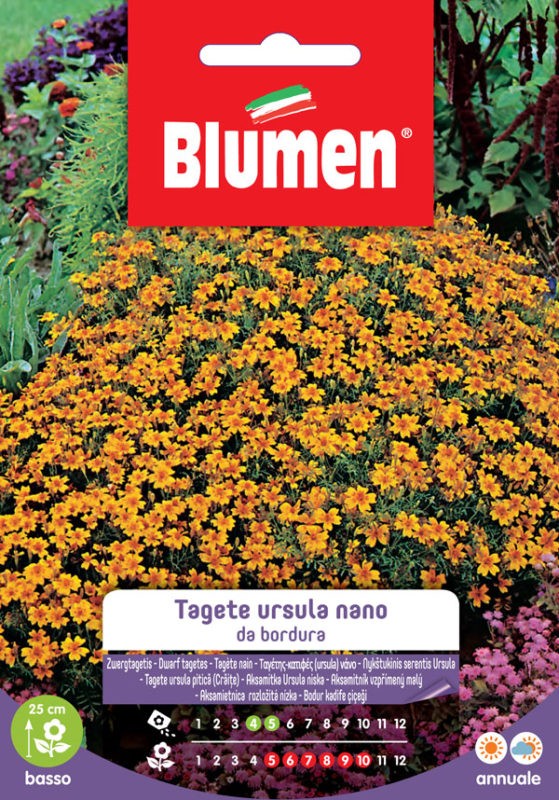 Blumen - Semi - Tagete - Ursula - Nano - da bordura - Busta