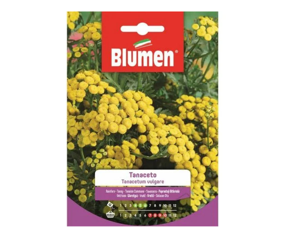 Blumen - Semi - Tanaceto - Tanacetum - Vulgare - Busta