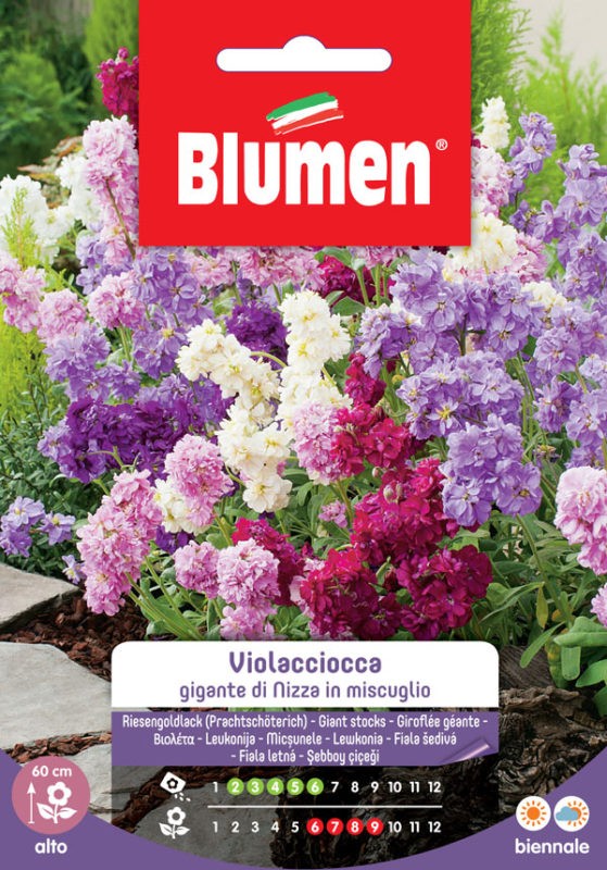 Blumen - Semi - Violaciocca - Gigante - di Nizza - in Miscuglio - Busta