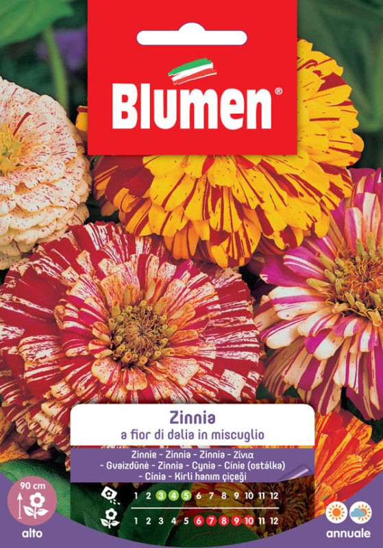 Blumen - Semi - Zinnia - a Fior - di Dalia - in Miscuglio - Busta