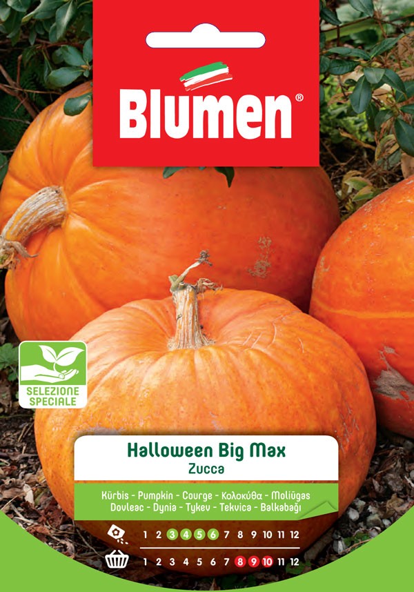 Blumen - Semi - Zucca - Halloween - Selezione - Speciale - Busta