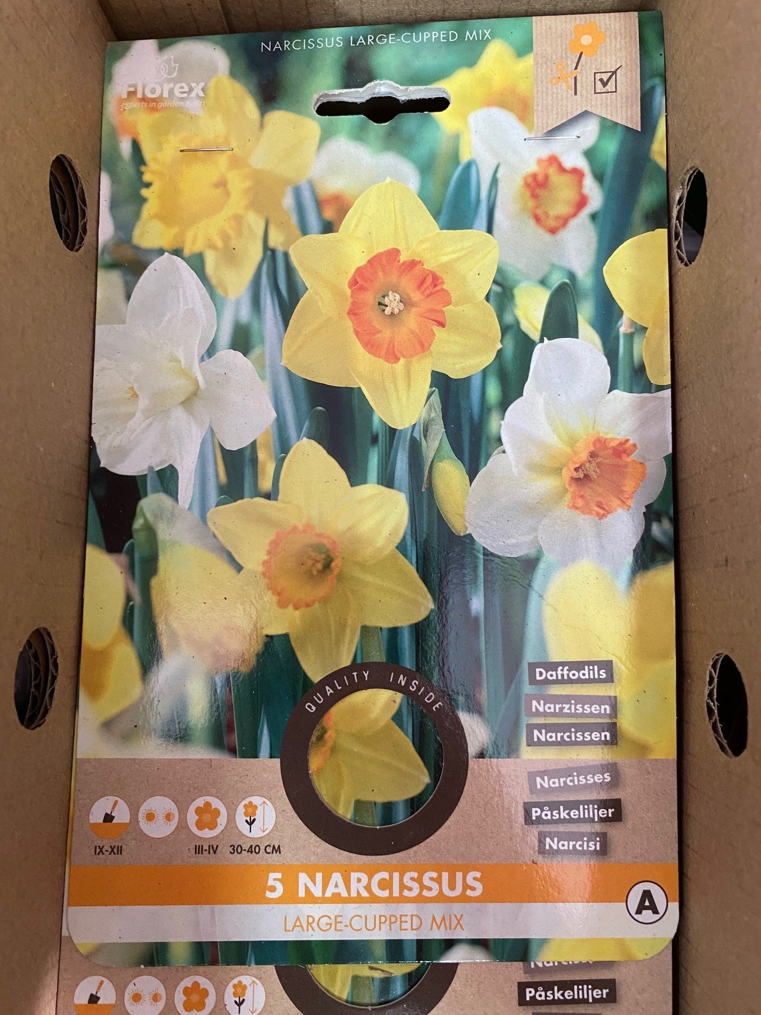 Bulbi Narcissus large cupped mix - Narcisi da taglio 40 cm - Confezione da 5 bulbi